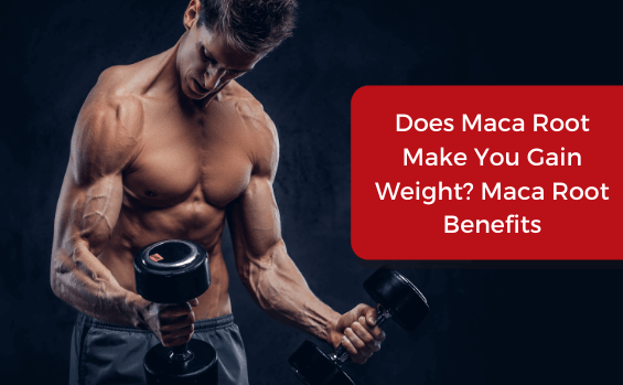 Does Maca Root Make You Gain Weight? Maca Root Benefits